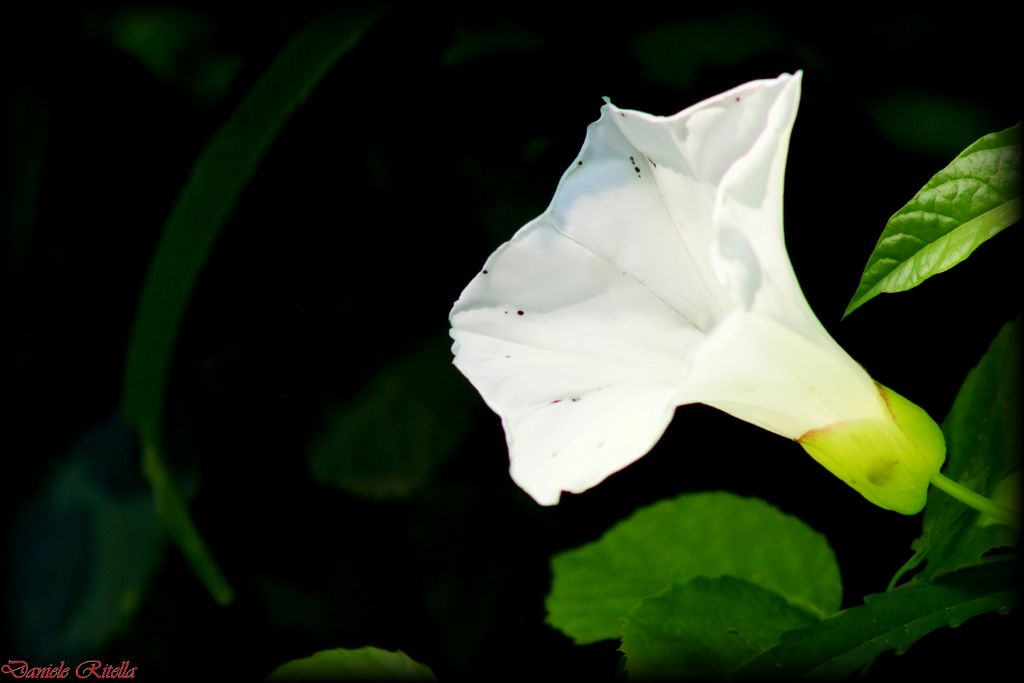 Calystegia sylvatica